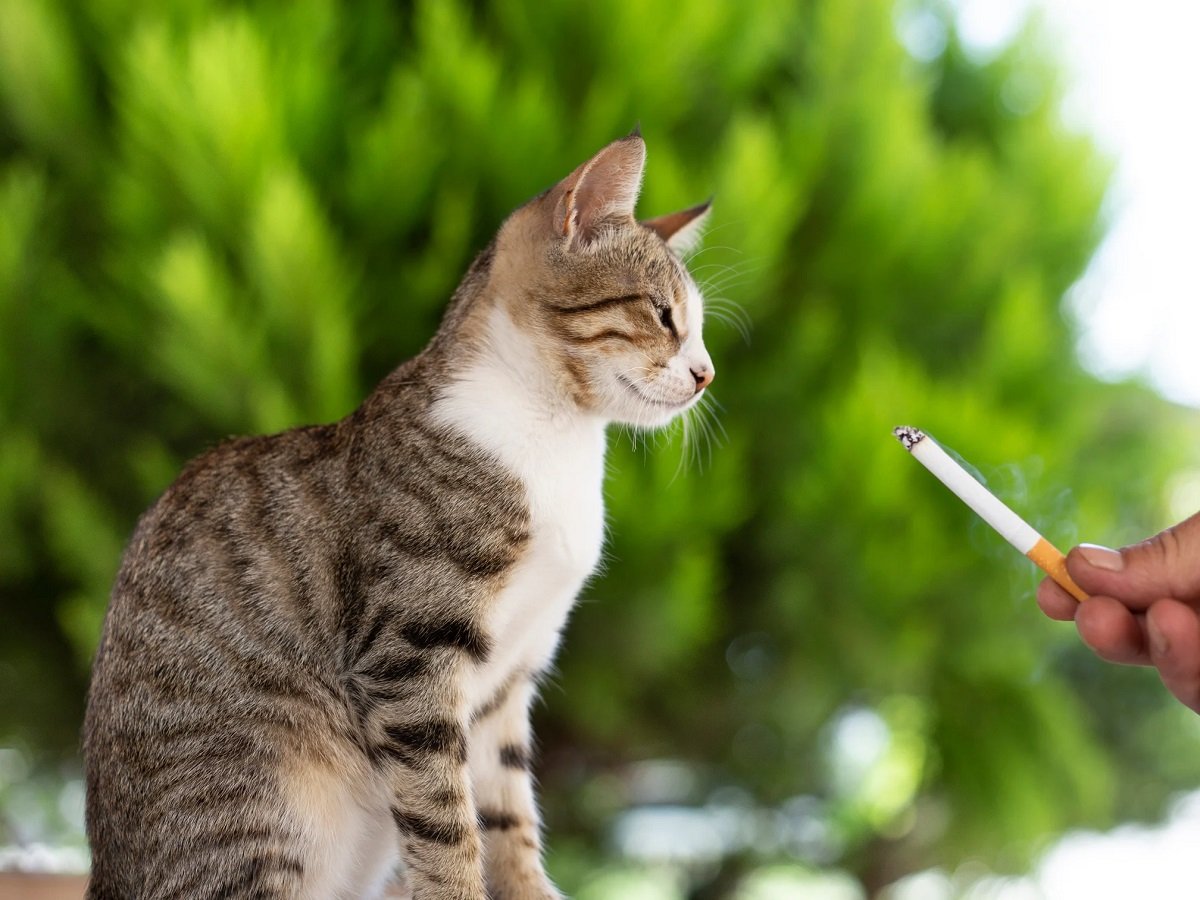 Can Cats Get High From Blowing Smoke?