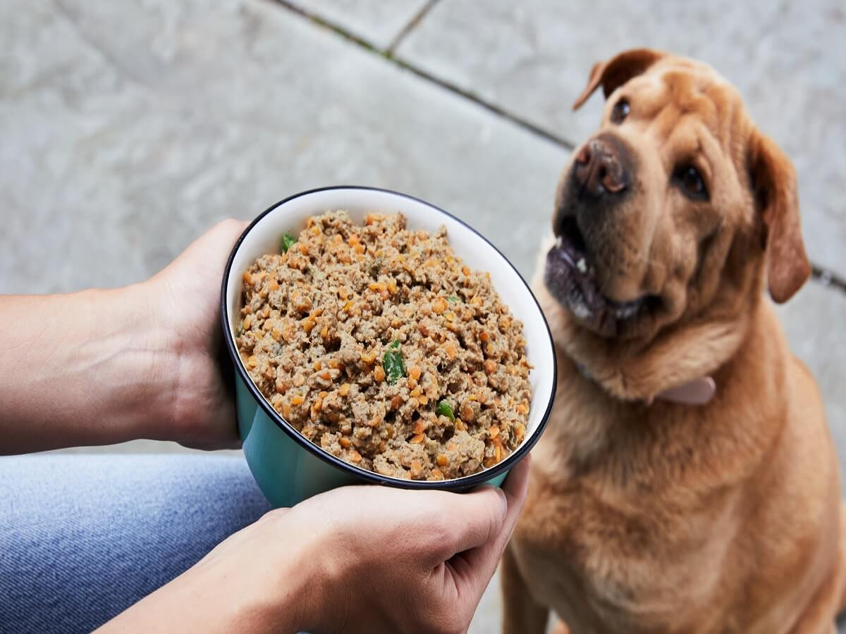 What Sauce Can I Add to Dog Food?
