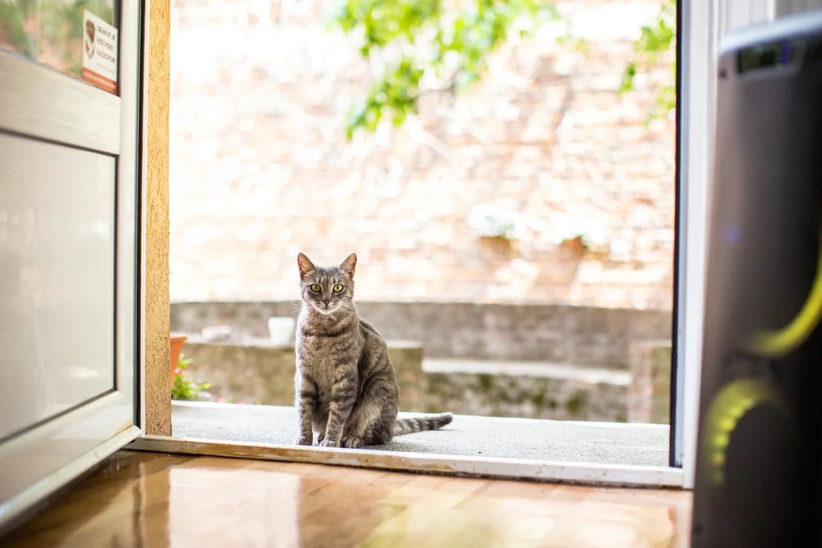 Will My Cat Come Back If I Let Him Outside?