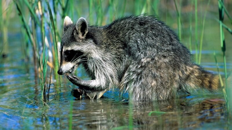 Why Do Raccoons Wash Their Food?